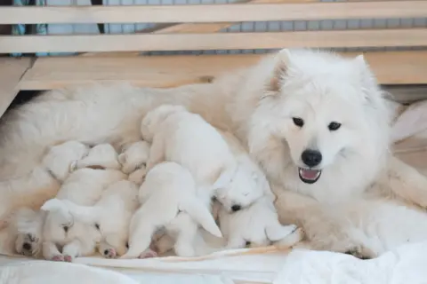 Matka samojed z gromadką szczeniąt. Jej łagodny samojed charakter widać w opiece nad maluchami.