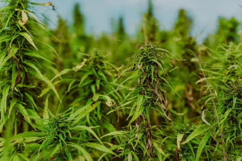 THC z konopi w Polsce 2026: Co musisz wiedzieć o limitach i produktach?