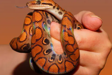 Terrarium dla węża zbożowego: Kompletny przewodnik krok po kroku