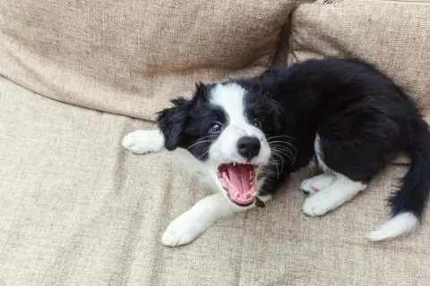 Szczeniak border collie leży na kanapie, otwierając pyszczek w głośnym szczeknięciu. Wygląda, jakby pies szczekał bez powodu, ale pewnie po prostu się bawi!