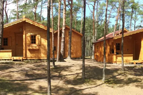 Drewniane domki w lesie, idealne na tanie noclegi blisko morza. Słońce przebija się przez sosny, tworząc cienie na ziemi.