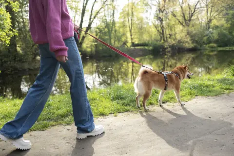 Spacer z psem nad wodą, uczymy jak nauczyć psa spokojnego mijania innych psów.