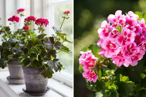 Två krukor med pelargoner. Den vänstra visar mörka blad och rosa blommor vid ett fönster. Den högra visar en närbild på klara rosa blommor.