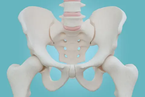 Anatomical model of the human pelvis, showing the miednica mniejsza, sacrum, and hip joints.