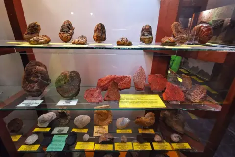 Fosylie trylobitów i amonitów w muzeum mineralogicznym Szklarska Poręba.