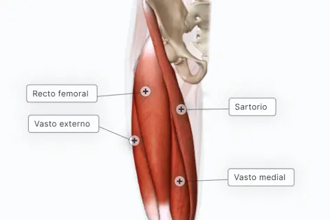 Músculos de la pierna: Anatomía, función y cómo cuidarlos sin lesiones