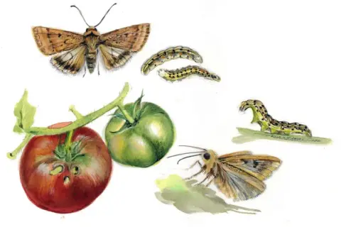 Farfalle e bruchi che attaccano pomodori. Illustrazione di possibili rimedi contro il verme del pomodoro.