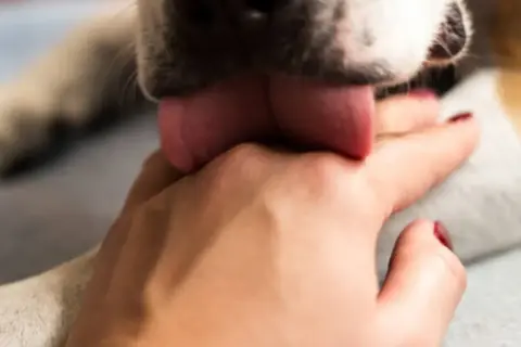 Mi perro me lame mucho, su lengua rosada se posa tiernamente sobre mi mano.