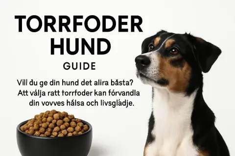 En hund tittar på en skål med torrfoder. Guiden "Torrfoder Hund" hjälper dig att välja rätt foder för din hunds hälsa. Hur mycket torrfoder till hund?