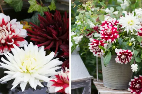 Vackra dahlia i kruka, både flytande i vatten och i en grå kruka, med vita och mörkröda blommor.