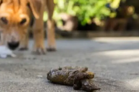 Un perro marrón se agacha para comer cacas de la calle.