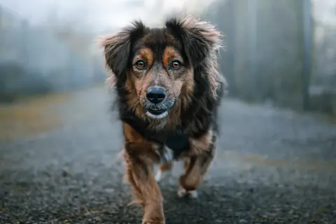 A dog with striking amber eyes runs towards the camera on a misty path. This image offers inspiration for how to take pet photos, capturing movement and emotion.
