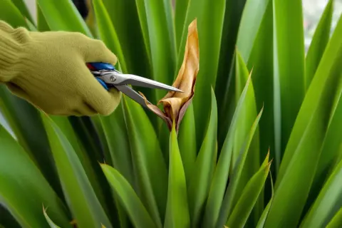 Main verte tenant des ciseaux pour tailler un yucca, retirant une feuille sèche.