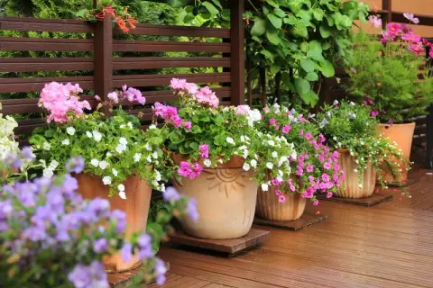 Kiedy sadzić kwiaty na balkon, aby uniknąć przymrozków i cieszyć się pięknem?