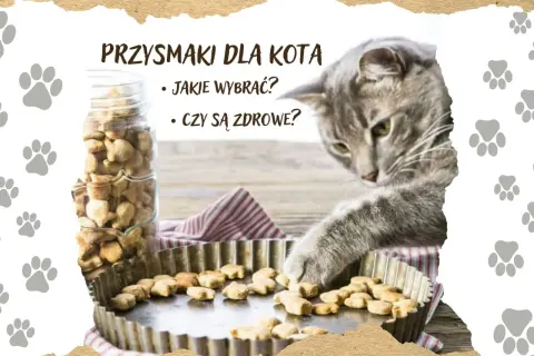 Szary kotek bada zdrowe przysmaki dla kota. Słoik pełen ciasteczek i blaszka z wypiekami.