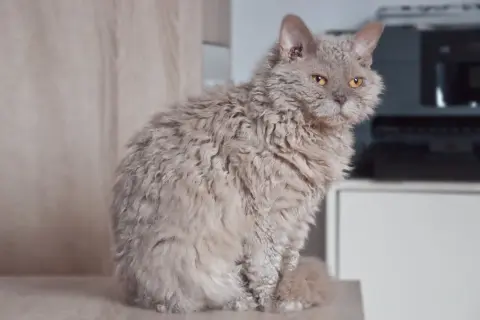 Puszysty kot rasy Selkirk Rex o kręconej sierści siedzi na meblu, patrząc w obiektyw.