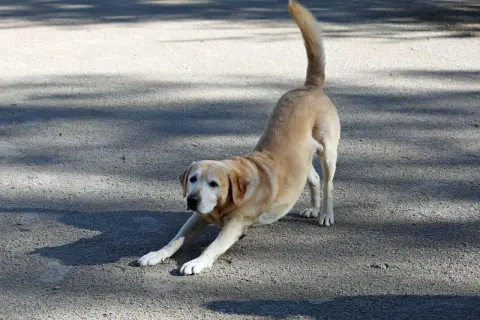 Ein heller Labrador streckt sich auf dem Boden, sein Schwanz wedelt erwartungsvoll. Der Hund stellt sich mir vor, bereit zum Spielen.