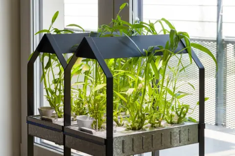 Un rigoglioso orto idroponico con piante verdi lussureggianti cresce in un sistema moderno, vicino a una finestra.