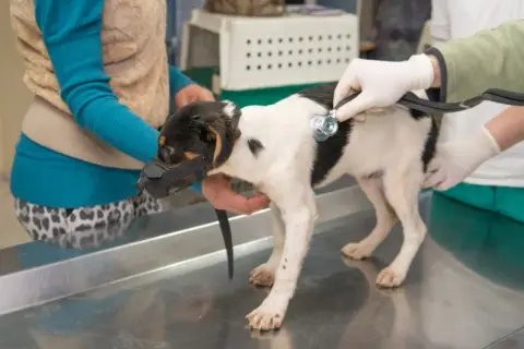 Veterinario Bargas: Servicios de calidad para la salud de tus mascotas