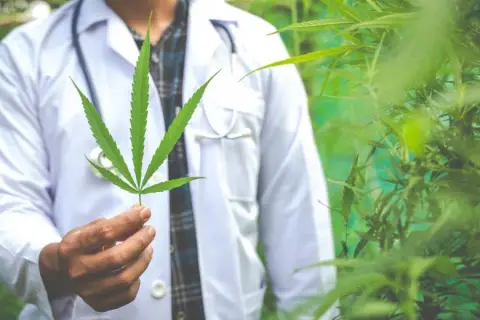 Medyczna marihuana gdzie kupić - krok po kroku do legalnego zakupu