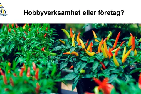 Chiliplantor med frukter i olika färger. Är din hobbyverksamhet ett företag?