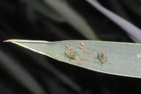 Kolonia mszyc na liściu. Widać kilka większych osobników i wiele mniejszych, młodych mszyc. Czy mszyce latają? Te na zdjęciu jeszcze nie, ale niektóre gatunki potrafią.