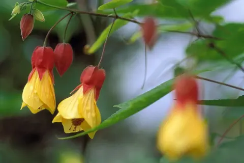 Hängende Glockenblumen in Gelb und Rot. Vorsicht, Verwechslungsgefahr mit Malven!