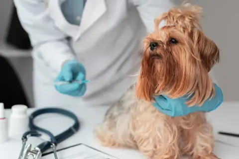 Veterinario Los Cuartos: Atención de calidad y servicios destacados