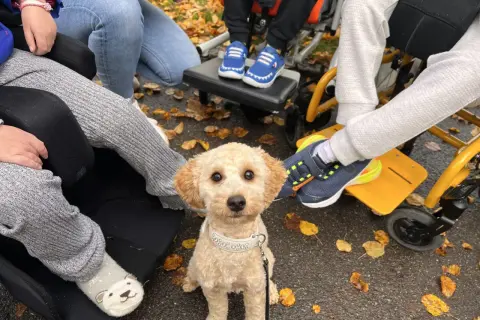 Ein süßer Hund sitzt im Herbstlaub, bereit für seine Therapiehund Ausbildung. Kinder in Rollstühlen sind um ihn herum.