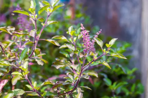 Plantes de basilic tulsi aux feuilles vertes et pourpres, avec de petites fleurs violettes en épis.