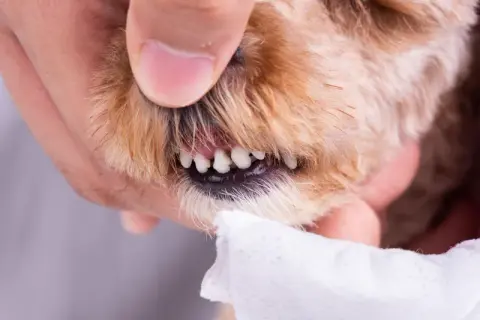 Kiedy szczeniaki zmieniają zęby? Poznaj kluczowe etapy teethingu