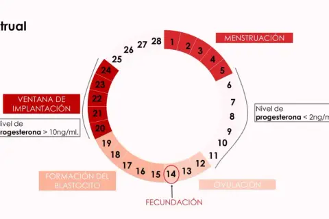 Diagrama del ciclo menstrual. Muestra la menstruación, ovulación, fecundación, formación del blastocito y ventana de implantación. Niveles de progesterona varían, siendo >10ng/ml durante la ventana de implantación.