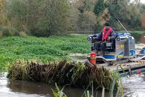 Un opérateur sur une barge retire la jussie rampante envahissante d'un cours d'eau, protégeant ainsi l'écosystème.