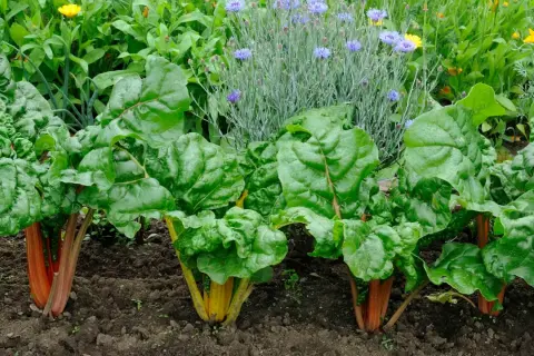 Reihe von bunten Mangold-Pflanzen mit roten und gelben Stielen, umgeben von grünen Blättern und blauen Kornblumen.