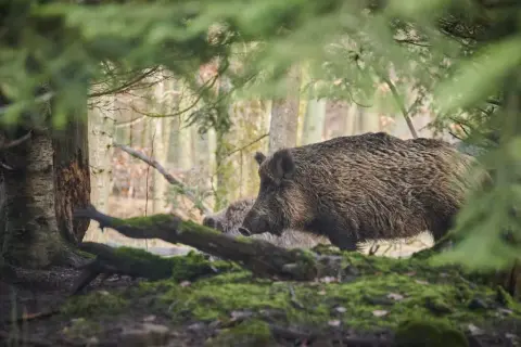 Dzik w lesie: jak się zachować, aby uniknąć niebezpieczeństwa