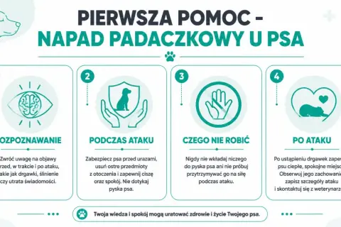 Pierwsza pomoc w przypadku padaczki u psa: rozpoznawanie, postępowanie podczas i po ataku, czego nie robić. Twoja wiedza ratuje życie.