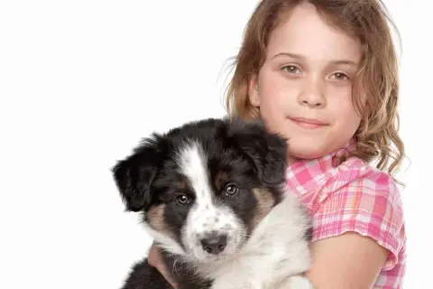 Ile kosztuje border collie z hodowli? Ceny, które warto znać