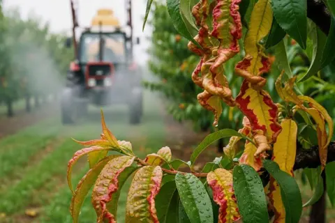 Oprysk na brzoskwinie w sadzie. Traktor w tle rozpyla środek, a na pierwszym planie widać chore, pofałdowane liście brzoskwini.