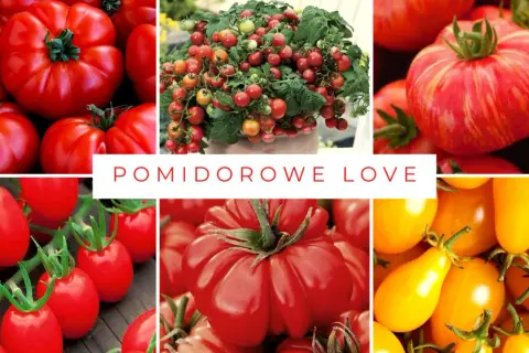 Kolaż zdjęć prezentujący różne odmiany pomidorów: od dużych, karbowanych, przez drobne koktajlowe, po żółte, podłużne.