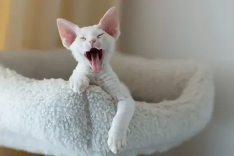 Białe koty Devon Rex: unikalne cechy, osobowość i dostępność
