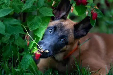 Szczeniak belgijskiego owczarka malinois próbuje maliny prosto z krzaka. Czy pies może jeść maliny? Ten maluch zdaje się być zachwycony!