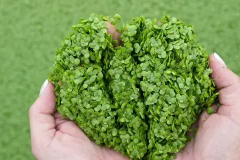 Mains tenant une poignée de plante canard, une petite plante aquatique verte, sur fond flou de gazon artificiel.