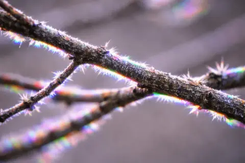 Szron na gałęziach tworzy tęczowe refleksy, ukazując piękną aberrację chromatyczną.
