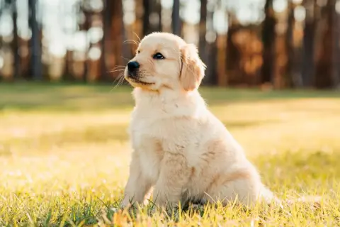 Uroczy szczeniak golden retriever siedzi na trawie. Zastanawia się, co może jeść szczeniak oprócz karmy, np. kawałek jabłka.