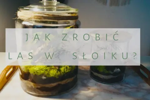 Las w słoiku DIY: Twój kompletny przewodnik krok po kroku
