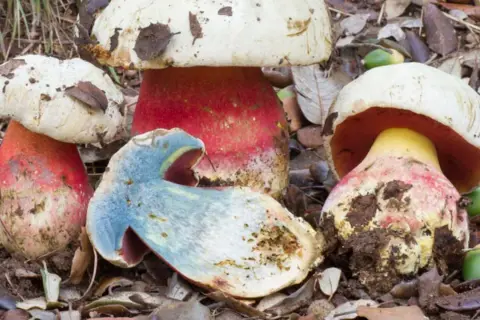 Un grupo de setas de colores vibrantes, con sombreros blancos y tallos rojos, una de ellas cortada revela un interior azulado. Podría ser el boletus mas grande del mundo.