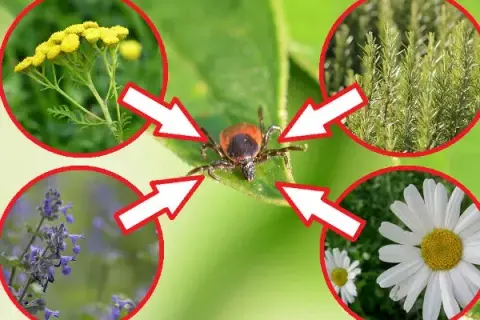 Czego boją się kleszcze? Oto naturalne wrogowie i rośliny odstraszające