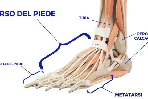 Dettaglio anatomico del dorso del piede, con evidenziati metatarso, dita, tibia e peroni del calcagno.