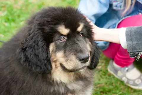 Ein junger tibet dogge mit dichtem Fell wird von einer Hand gestreichelt.