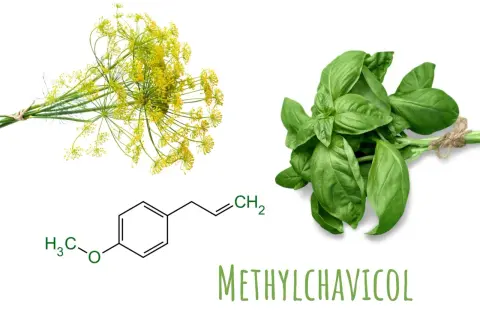 Basilikum und Dill mit chemischer Formel von Methylchavicol. Die **basilikum wirkung psyche** wird durch diese Verbindung beeinflusst.
